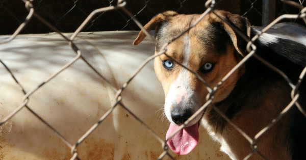 Inside City Hall: Dallas Animal Services