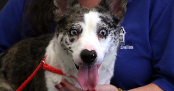 Dallas Animal Services Raid Adoption