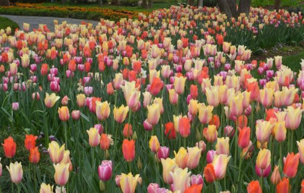 “Dallas Blooms” comes to a close this Sunday