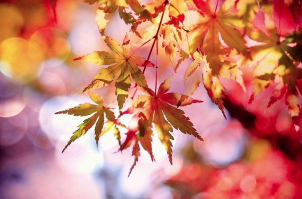 Six ways to be all about autumn in Dallas