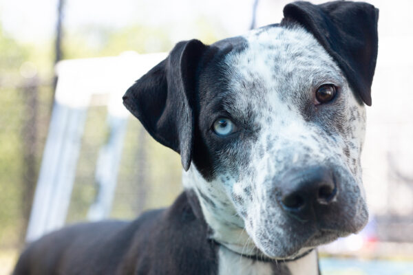 Dallas Animal Services encourages pet owner safety for Fourth of July weekend