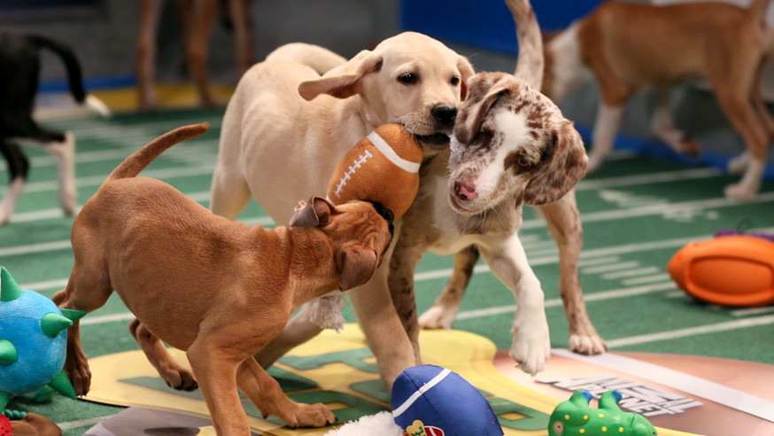 Dallas Animal Services Wins Big in Uber Puppy Bowl