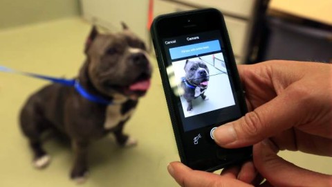Finding Rover will use facial recognition to find lost dogs