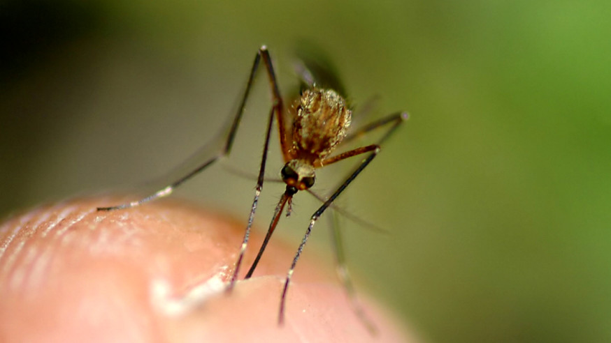 Fight the Bite: Mosquito Prevention in Dallas 2016