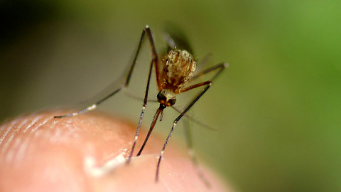 City of Dallas reports second human West Nile Virus case