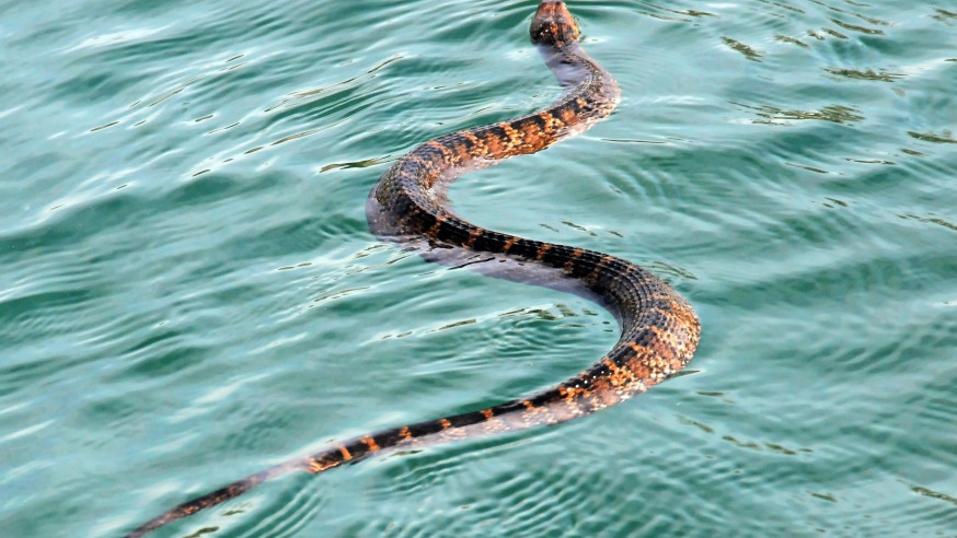 Yikes! Flooding brings increase in local snake population