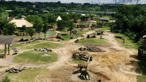 Dallas Zoo working to provide homes to African elephants