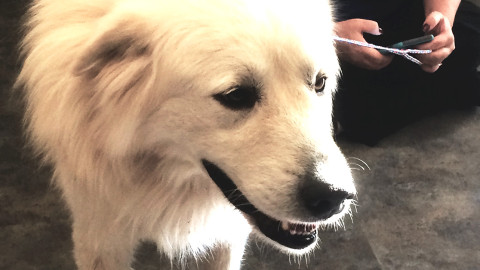 Brian the Great Pyrenees goes home