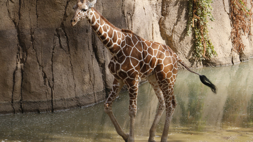 Dallas Zoo celebrating Kopano the giraffe’s first birthday today