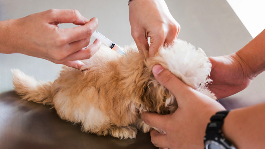 Low-cost pet vaccination clinic – Dec. 12