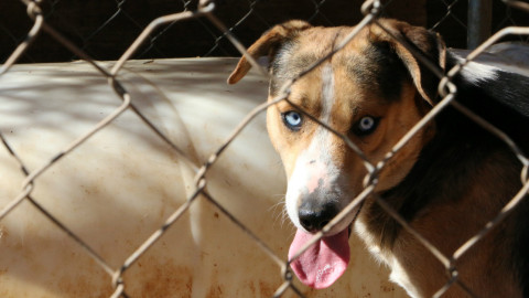 Dallas wins custody of 67 animals seized in animal cruelty raid