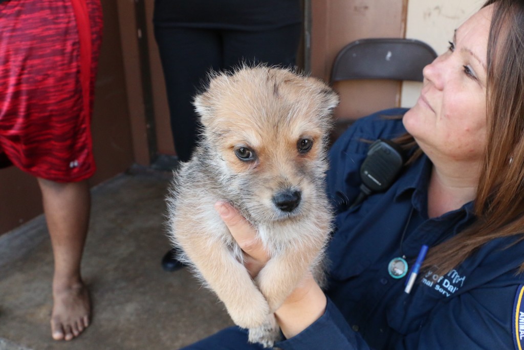 DallasPETS Ride-A-Long