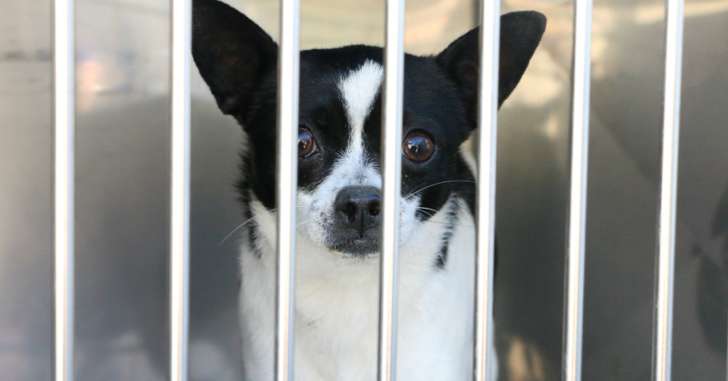 DallasPETS Ride-A-Long