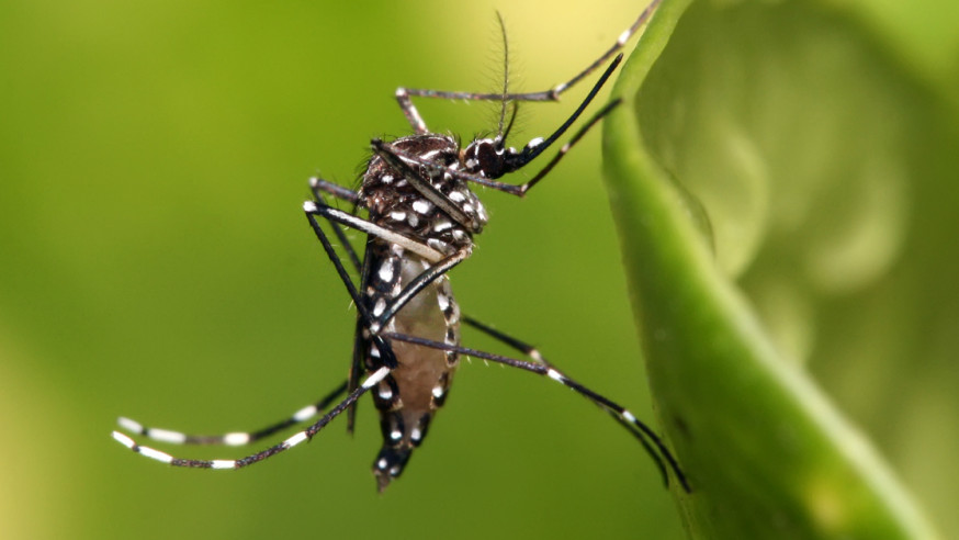 DCHHS Reports third Zika Virus Case in Dallas County