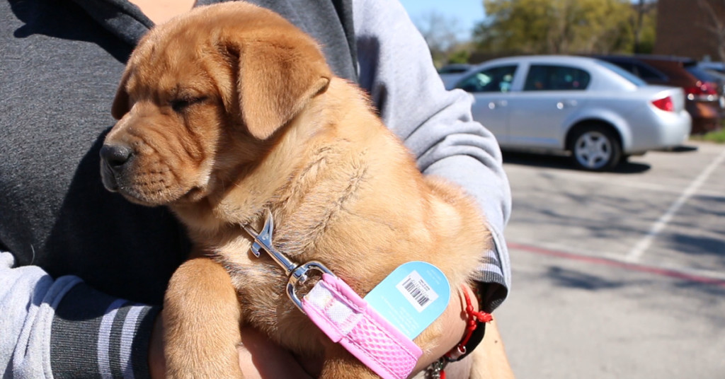 DAS | Live Release Record | Feb 2016