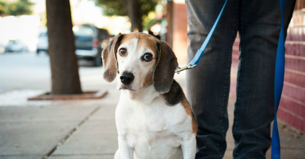 DAS Heartworm Treatment | City of Dallas