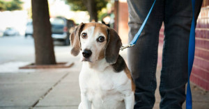 DAS Heartworm Treatment | City of Dallas