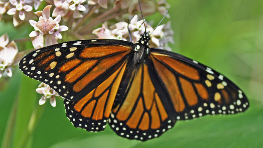 Mayor Rawlings signs pledge to protect the Monarch butterfly in North Texas