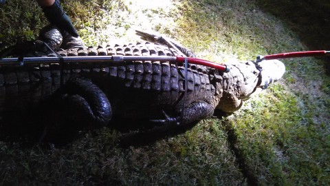Officers work together to capture large alligator near local middle school