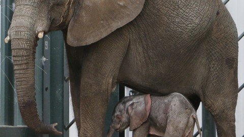 Elephant conceived in Swaziland is born at the Dallas Zoo