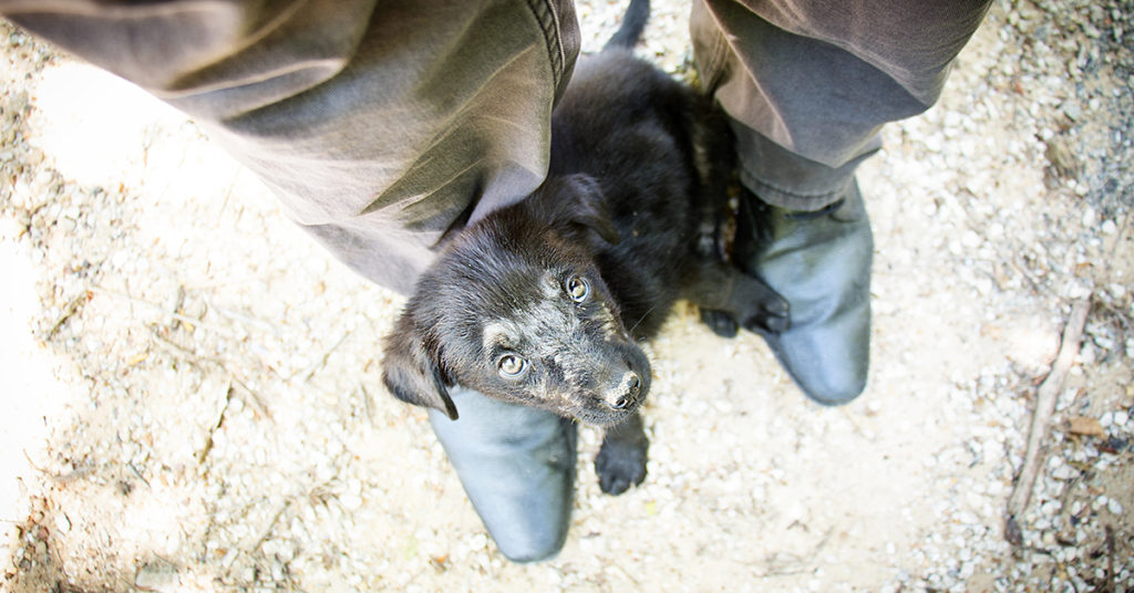 City of Dallas | Dallas Animal Services Rescue