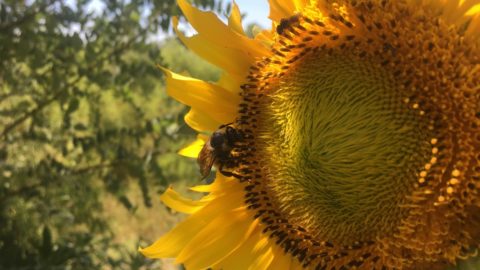 Honeybees helping to protect Dallas’ natural resources