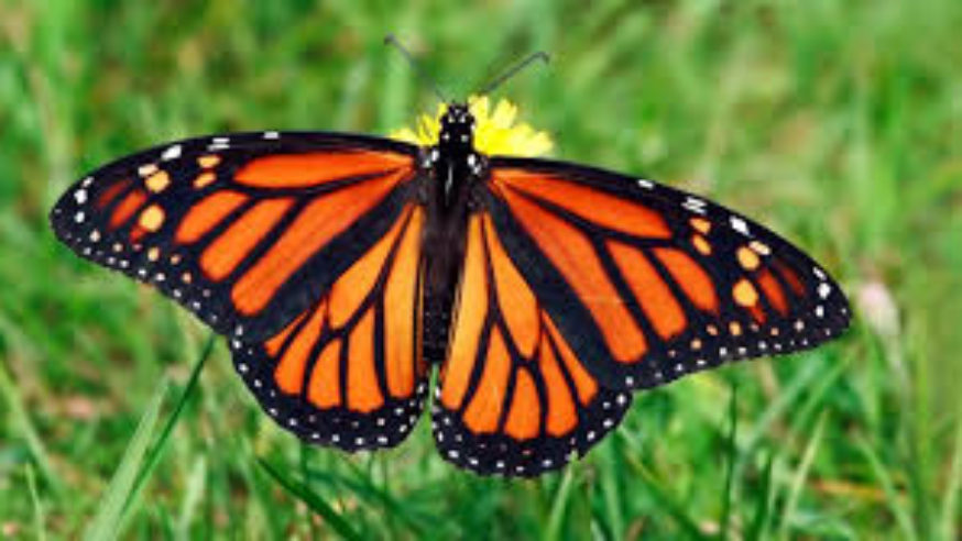Monarch Butterflies are heading to Dallas