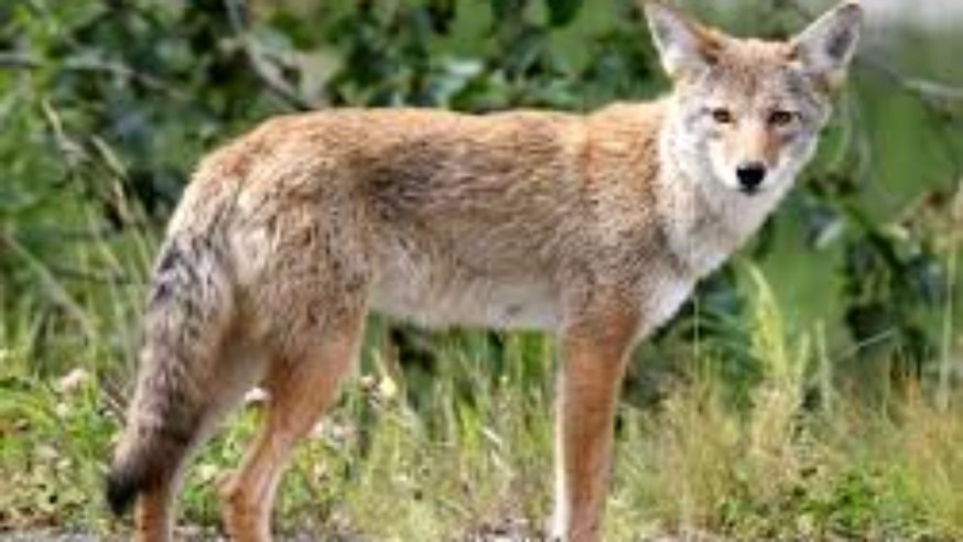 Coyote in your neighborhood? Here’s what to do and what not do