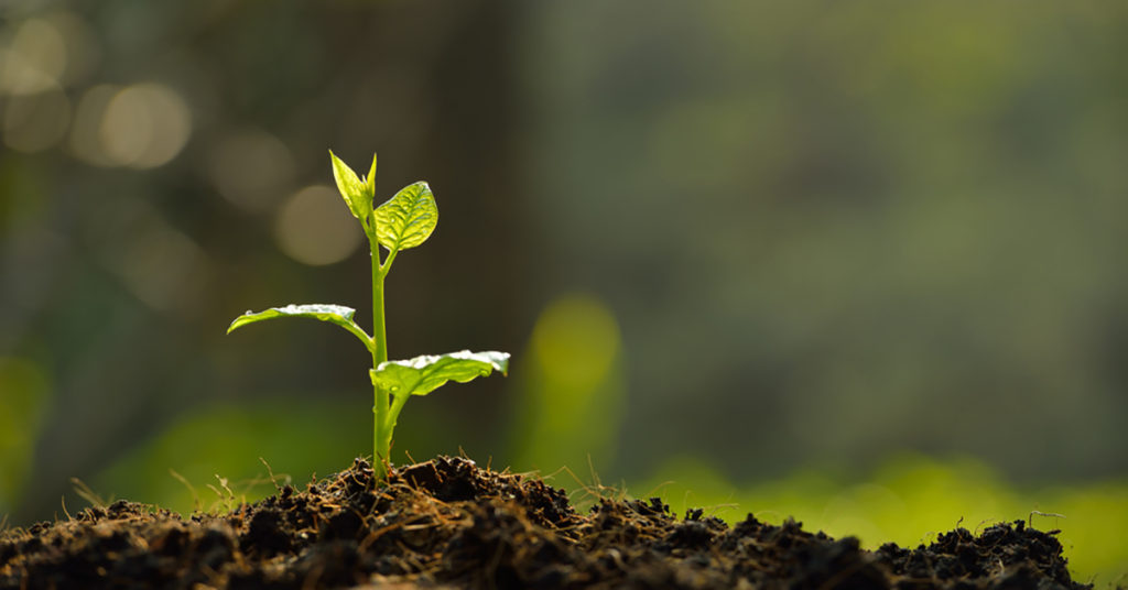 Recycle Green | City of Dallas