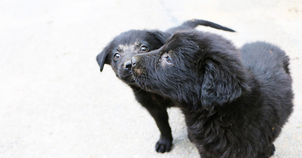 Loose Dogs | City of Dallas