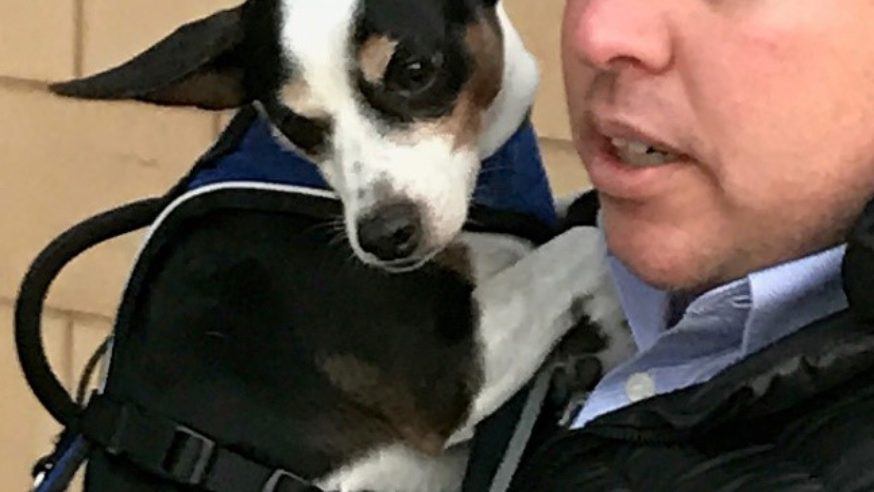 Lost at Love Field, Nelson the dog now reunited with owner