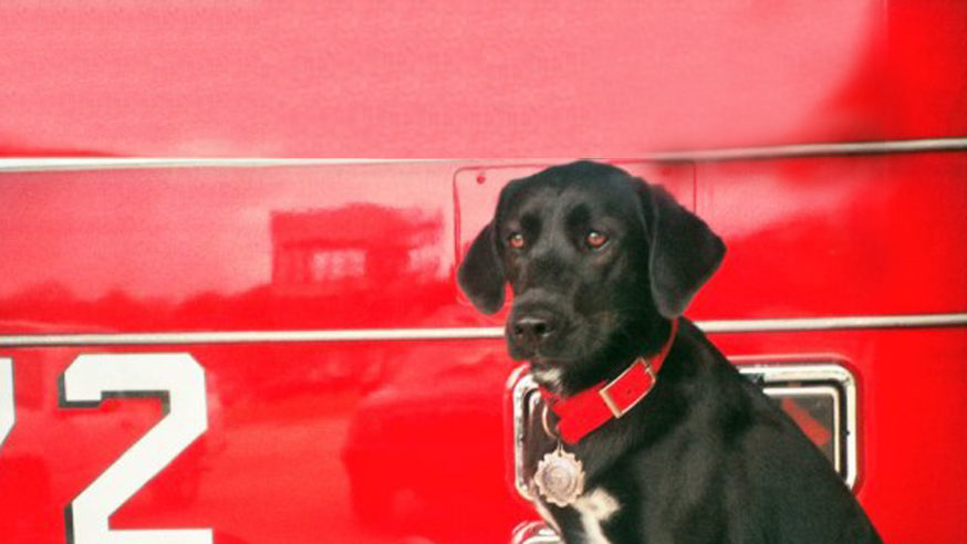 Dallas Fire Rescue K9 leaves behind a legacy