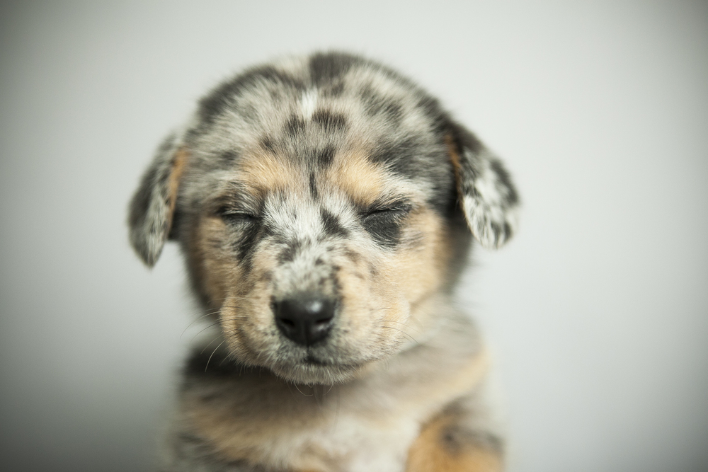 May adoption special at Dallas Animal Services - Dallas City News
