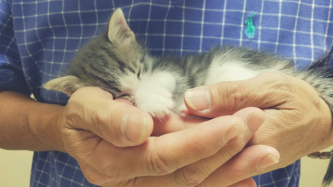 Cuddle with Kittens – For Free!