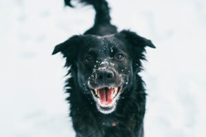 Adorable,Dog,Enjoying,Her,Time,On,The,Snow