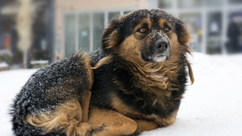 Prepping your pet for winter weather