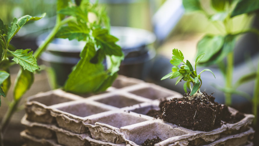 Gardening tools: three courses to help you get your garden growing right