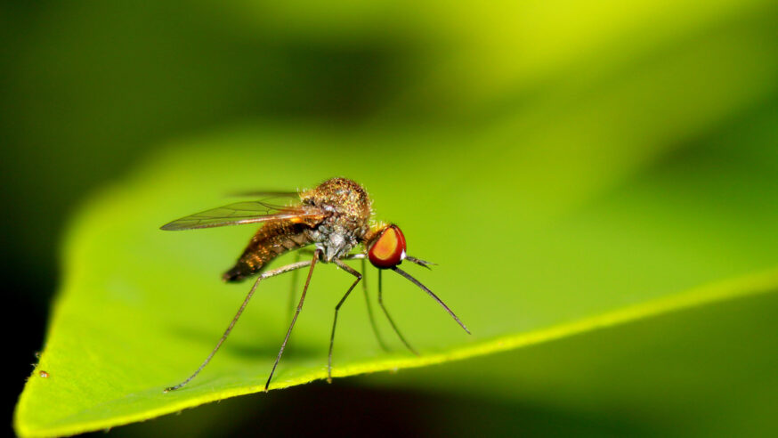 Preparations underway to protect Dallas residents during mosquito season