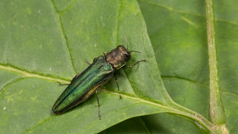 Dallas Water Utilities seeks public input on the proposed Emerald Ash Borer (EAB) Action Plan