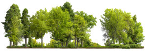 Cutout,Tree,Line.,Row,Of,Green,Trees,And,Shrubs,In