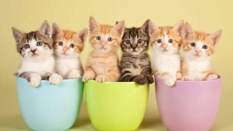 Dallas Animal Services Hosts Kitten Shower