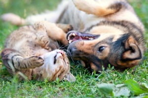 Dog,And,Cat,Best,Friends,Playing,Together,Outdoor.,Lying,On