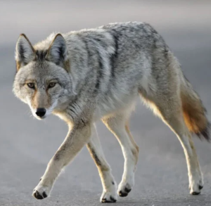 Screenshot 2025-04-25 153420