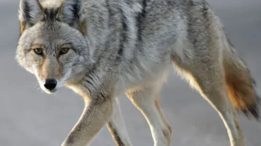 City of Dallas Animal Services Responds to Coyote Incident Near White Rock Creek Trail